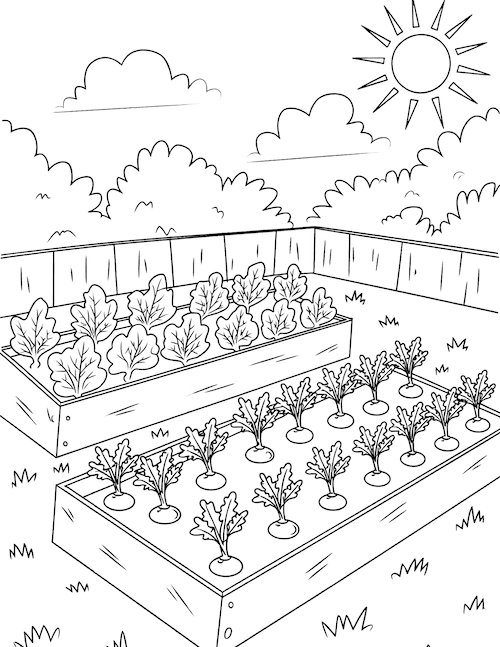 Raised garden beds coloring page with lettuce and carrots