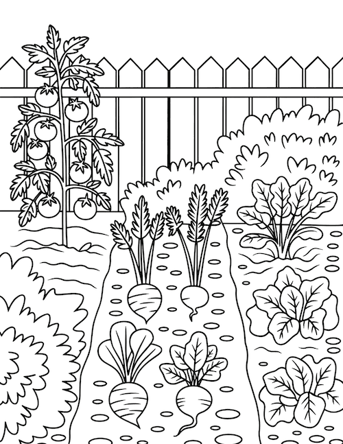 Vegetable garden rows coloring page with tomatoes and root veggies